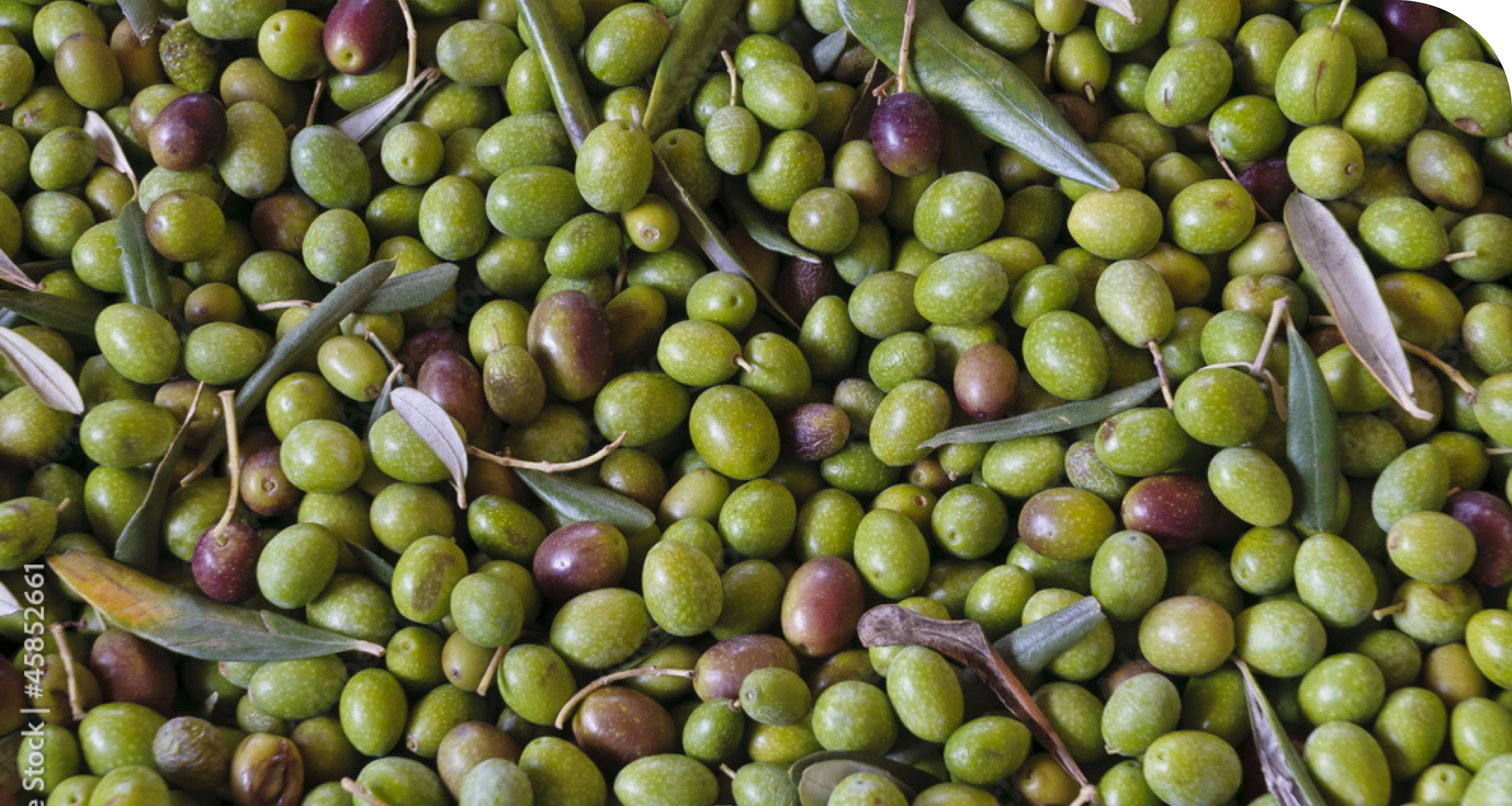 huile d'olive extra vierge italienne decorazione di sfondo